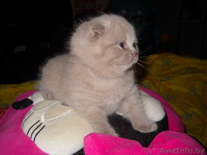 Продам котенка британца #210185