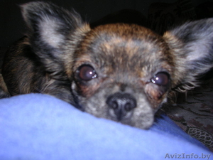 Чихуахуа сука!! #213749