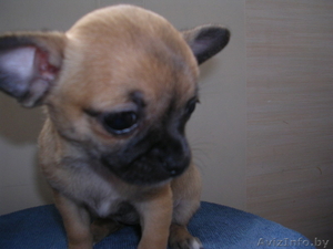 Щенки Чихуахуа, С родословной. #197952