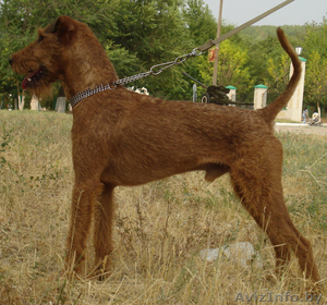 щенки ирландского терьера  от импортных производителей! #188407