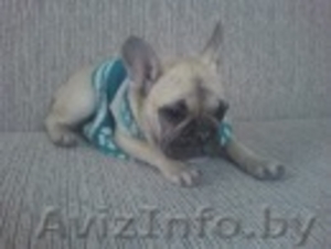 Потерялась собака #210092