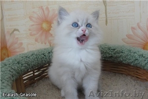 Невский макарадные котёнок #184587