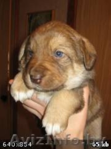 Чудесные щеночки! #208616