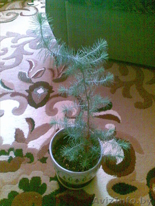 саженц кедра 30-35 см. в длинну #188112