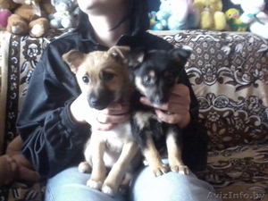 продам щенков не большой породы #214736