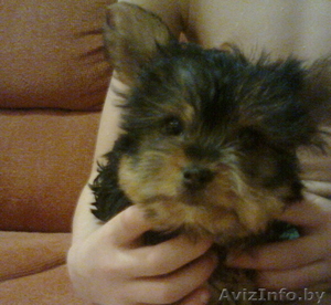 Йоркширского терьера щенок #188254