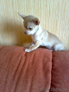  чихуахуа щенки. #188264