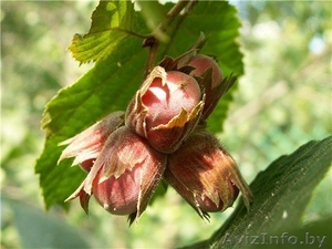 Саженцы фундука продажа #203192