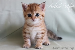 Британские котята- медвежата #212637