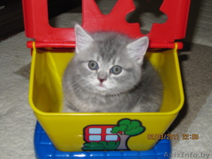 британский котят #206983