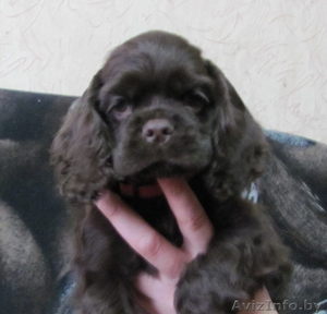 Американский кокер-спаниель, щенки #204594