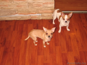 чихуахуа продам #209264