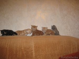 Британские короткошерстные котята! #189390
