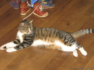 Отдадим в хорошие руки замечательного молодого кота #205547