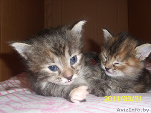 трёхцветные котята, отдам в хорошин руки #216392