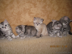 британцы с документами #185078