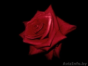 Требуется продавец цветов #212589