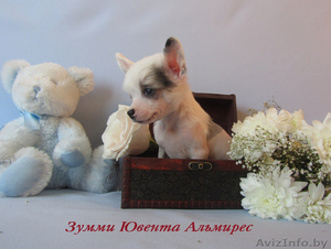 Щенки китайской хохлатой, голые девочки(мини) #196627