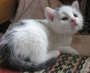 илые задорные котята ищут семью. #209783