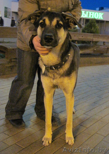 Молодой пес Умка отдается в добрые руки. (Крупный,  похож на овчарочку). #210777