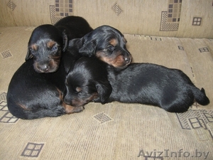 Продается очаровательный щенок карликовой длинношерстной таксы. #205761