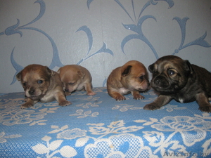 Продаю щенков чихахуа #193821