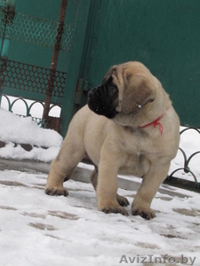 предлагаю щенков английского мастифа #197961