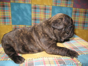 Щенки французского бульдога. Шоу и петс класса. #188449