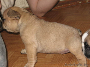 Щенки французского бульдога. С отличной родословной. #195387