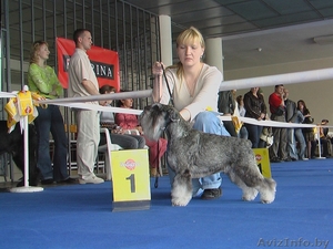 щенков цвергшнауцера окраса перец с солью.C родословной. #189991