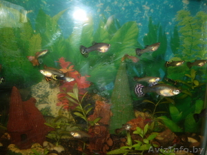 продам молодых гуппи #205397