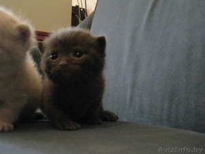 Редчайшие британские котята! #195200