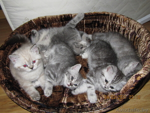 котята британцы #204515