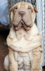 шарпей, перспективные щенки #200098