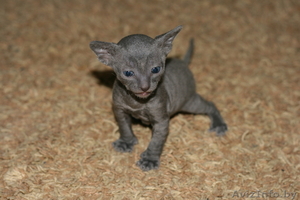 котята корниш рекс 3 мальчика #198822