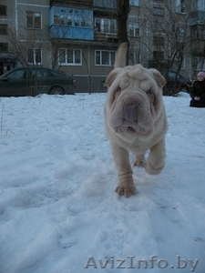 шарпей, очаровательные щеночки шар-пея #206456