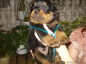 Щенки ротвейлера с документами #198498