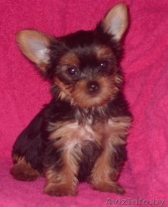 Милые щенки йоркширского терьера!!! #210089