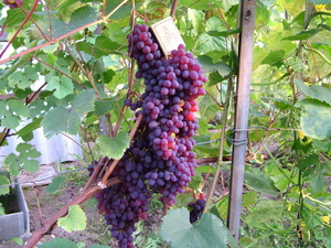 Саженцы,  черенки #162844