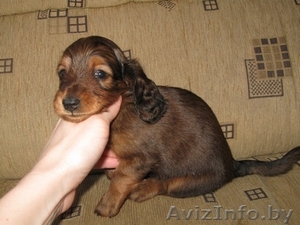 продам щенка таксы карликовой длинношеостной #188910