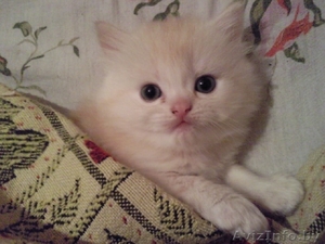 Персицкий котёнок #216175