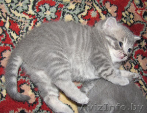Продаются британские плюшевые котята- 