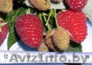 Продажа саженцев #184559