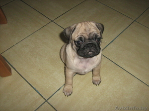 Мопса СУПЕР-щенок #199516