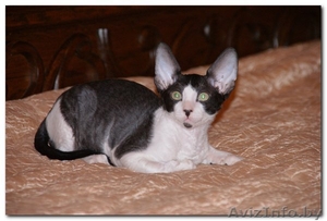 VIP котята  Корниш-рекс    Родились 16.12.2010.  #198096