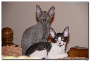 котята Корниш-рекс Родились 16.12.2010 #200321