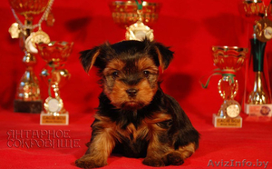 Йоркширский терьер, щенки #142559