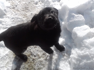 Непоседы,  будущая защита .  #202066