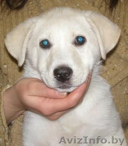 щенок в добрые руки  #196623