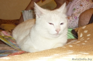 ОТЛИЧНЫЙ КОТИК ЖДЕТ ВАС!! #214678